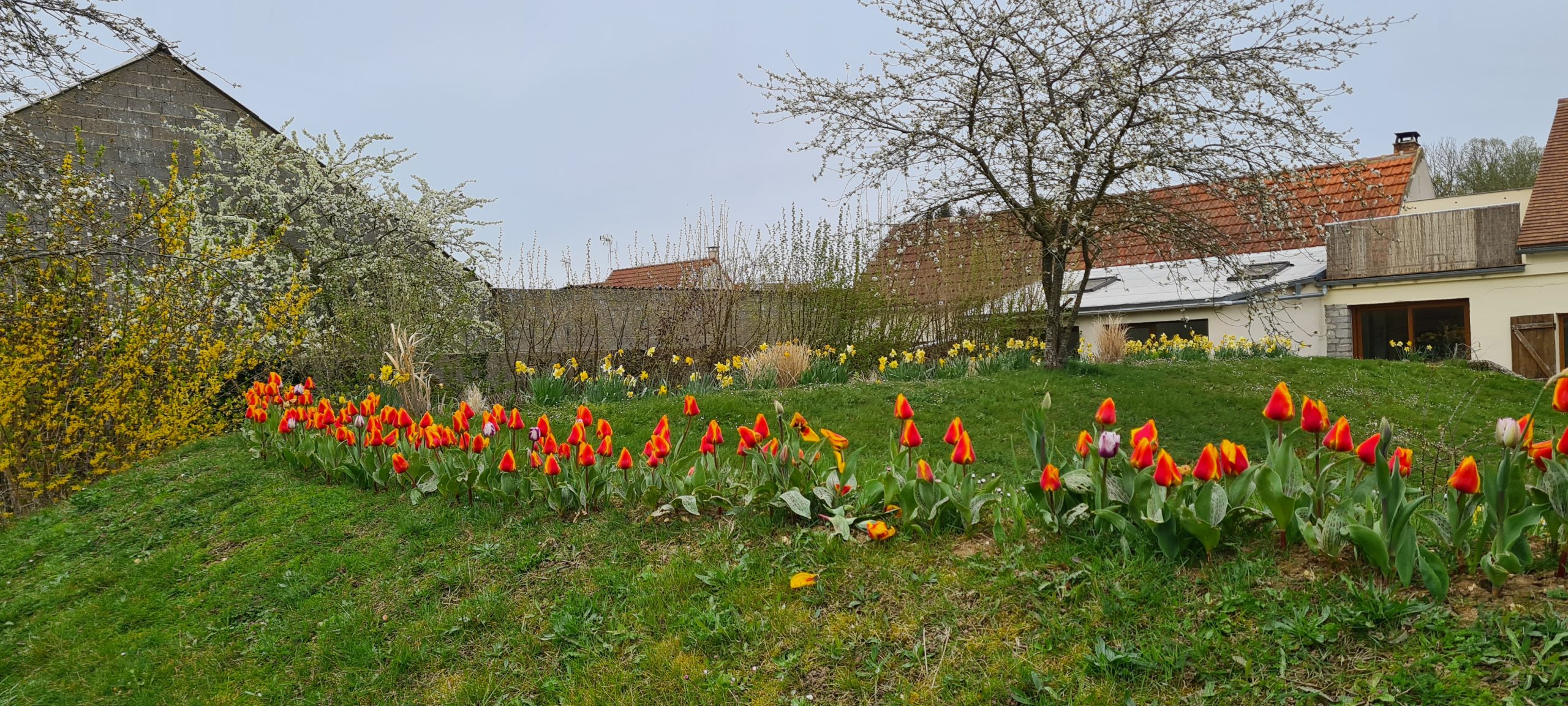 Jardin avec fleurs rouges