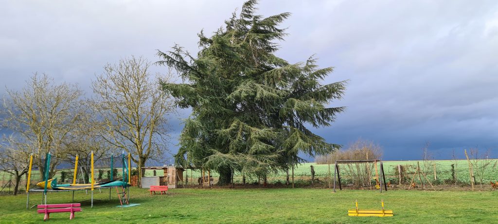 Gros sapin isolé avec beaucoup de vent